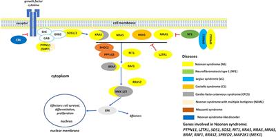 Inside the Noonan “universe”: Literature review on growth, GH/IGF axis and rhGH treatment: Facts and concerns